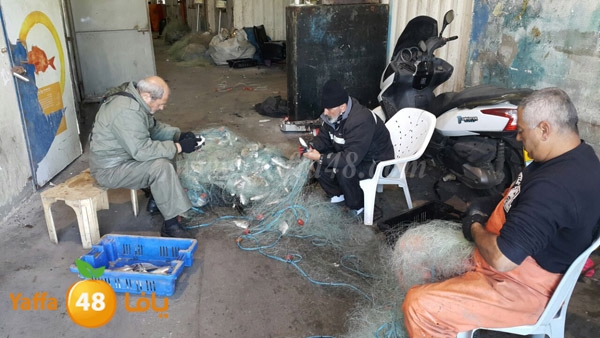 samak yaffa 3j53 (12).JPG